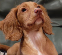Puppy Training
