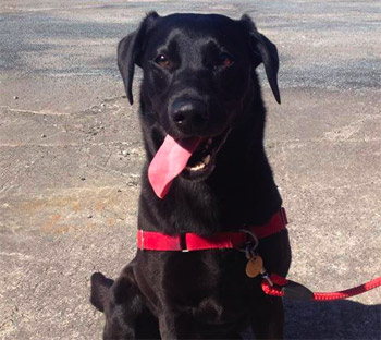 Adult Dog Training